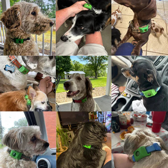 Natural AqualityPets Collar For Dogs