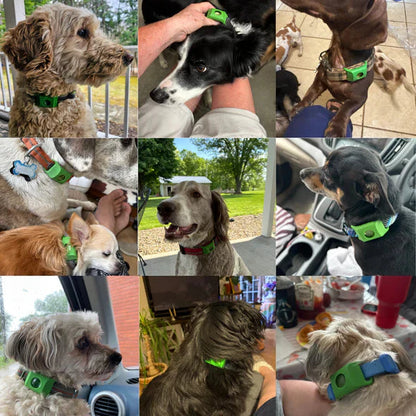 Natural AqualityPets Collar For Dogs